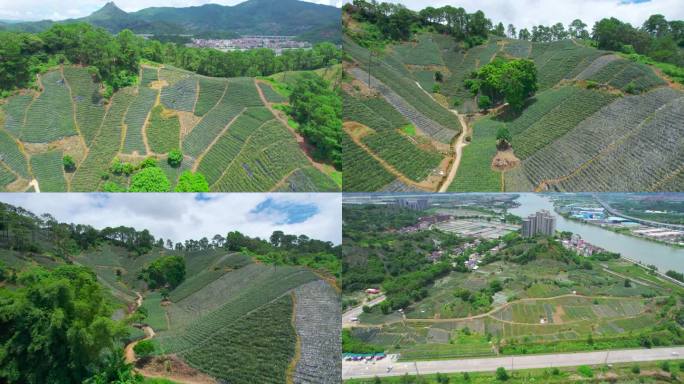 山间田野水果种植有机菠萝种植