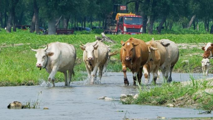 一群牛在河里迎面而来牛趟水2