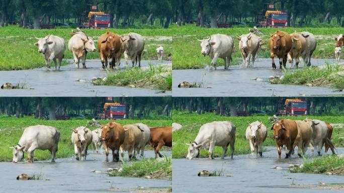 一群牛在河里迎面而来牛趟水2