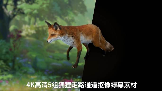 4K狐狸走路循环动画5组
