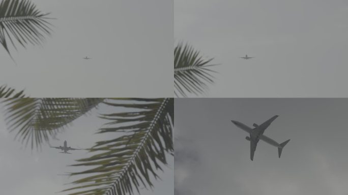 三亚椰树飞机