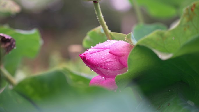 雨后荷花