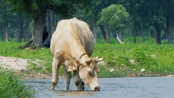 一只牛在河里喝水1