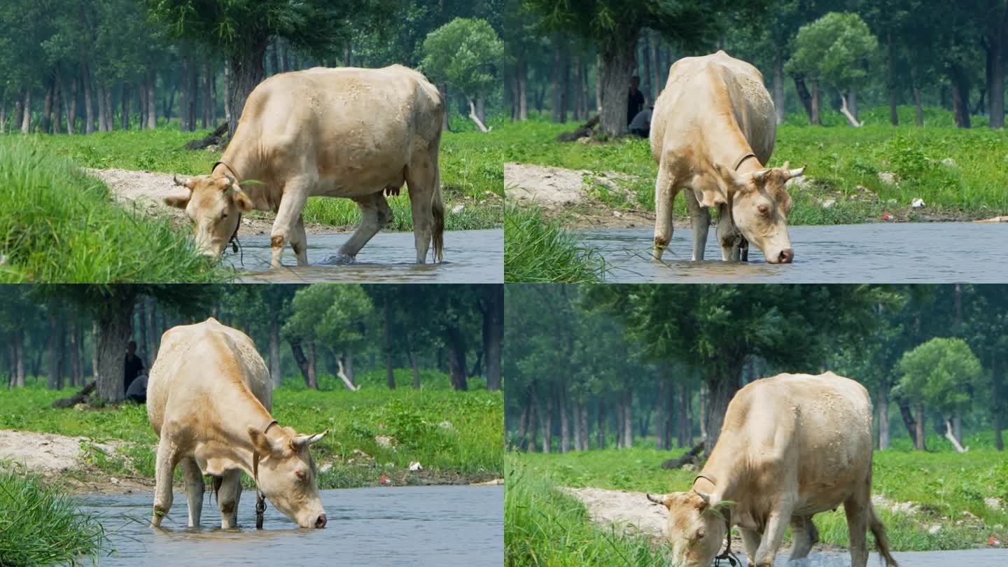 一只牛在河里喝水1