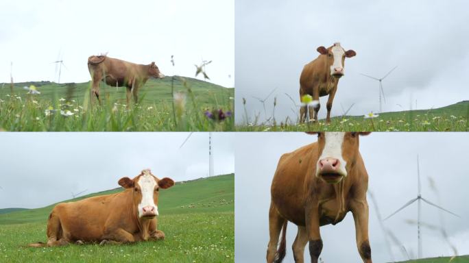 大草原上黄牛吃草奔跑A015