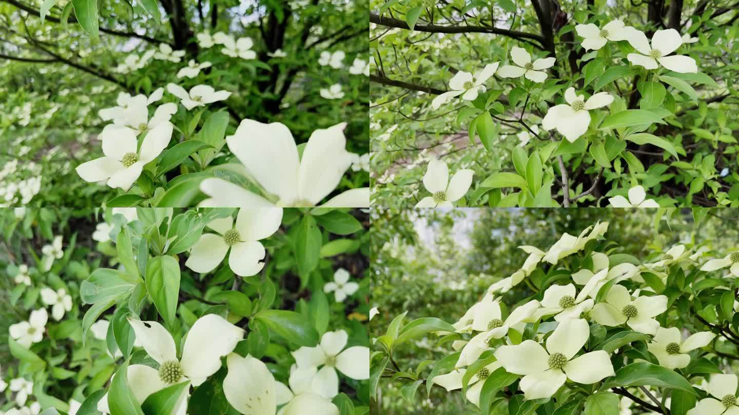 【4K】四照花实拍素材，四照花花开特写