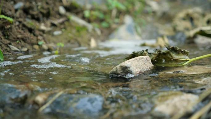 小溪 溪水石头 枯叶 水底清澈A015