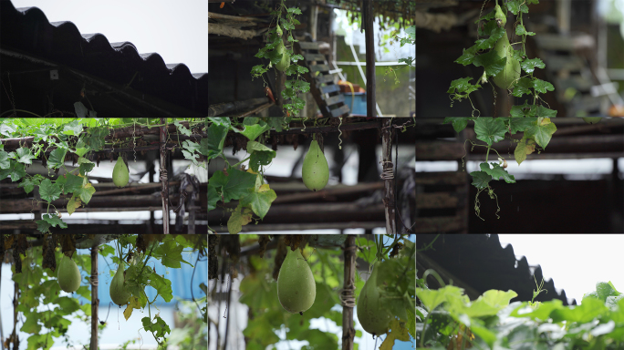 下雨天瓠瓜藤院子里的瓠瓜瓜棚蒲瓜菜葫芦