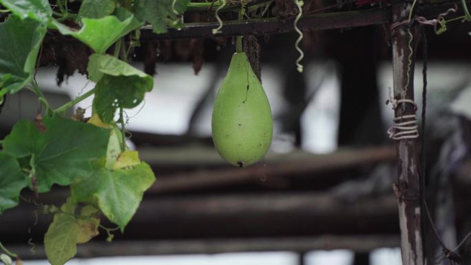 下雨天瓠瓜藤院子里的瓠瓜瓜棚蒲瓜菜葫芦