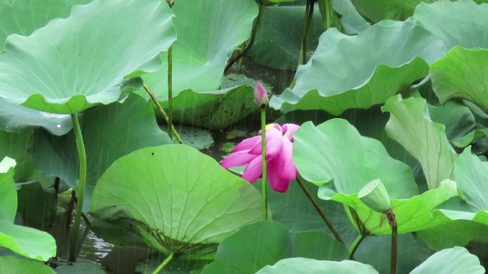 雨打荷花