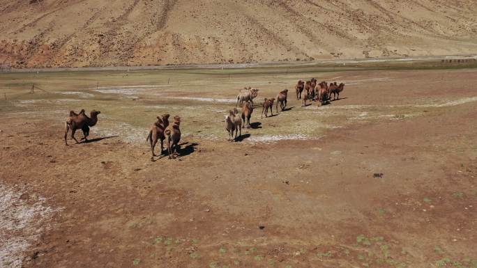 甘肃省酒泉市肃北县祁连山下的骆驼