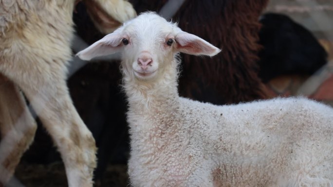 乡村  农业  养殖业  小羊 羊羔