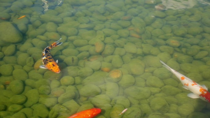 锦鲤在水池游来游去