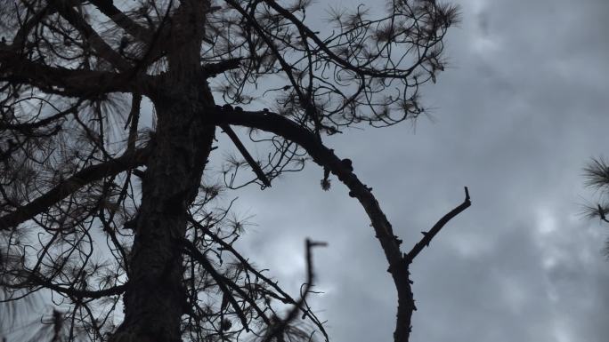 阴森树林 树枝灰暗 意象镜头A015