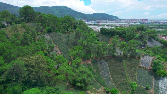 山地种植新型种植技术山间田野