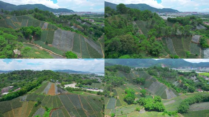 山地种植新型种植技术山间田野