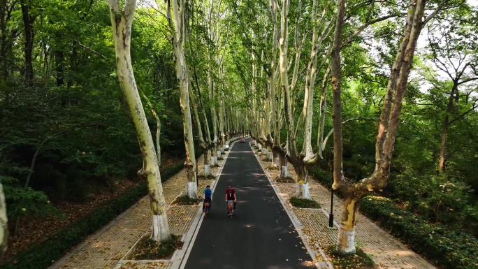 夏天的钟山风景区灵谷寺路