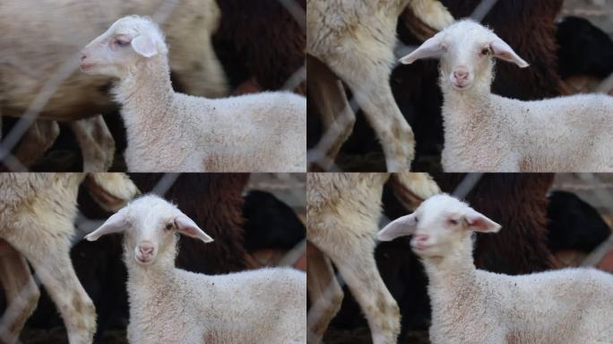 乡村  农业  养殖业  小羊 羊羔