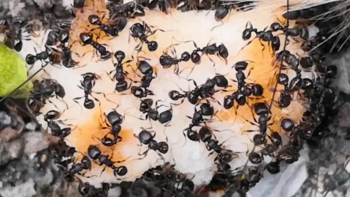 蚂蚁吃食物实拍素材19