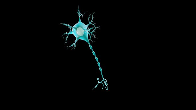 神经细胞+通道