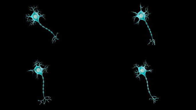 神经细胞+通道