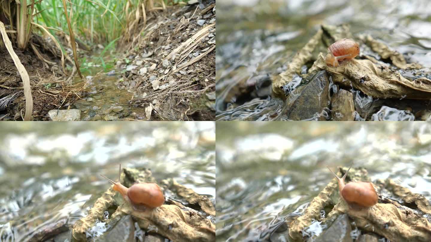 小溪 溪水 树叶上的蜗牛A015