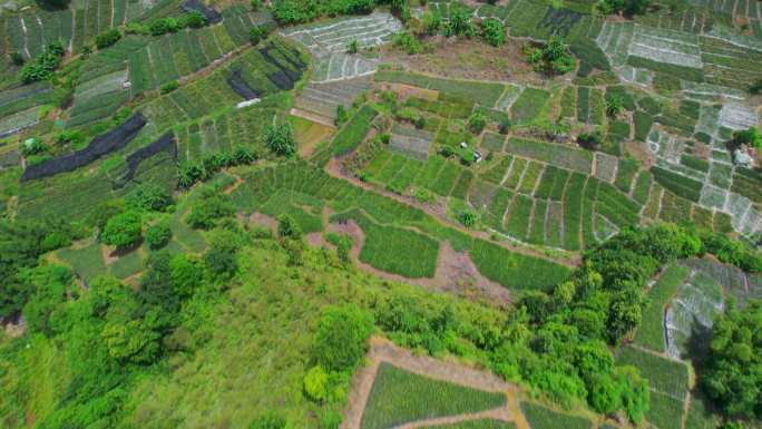 山地种植新型种植技术山间田野