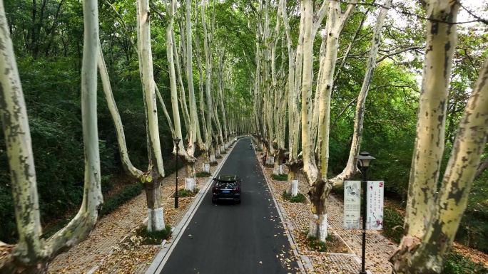 夏天的钟山风景区灵谷寺路