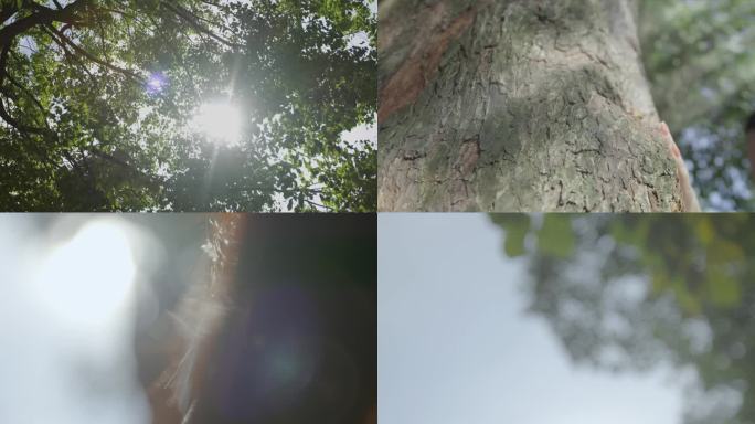 夏天阳光逆光树林美女林间漫步视频素材