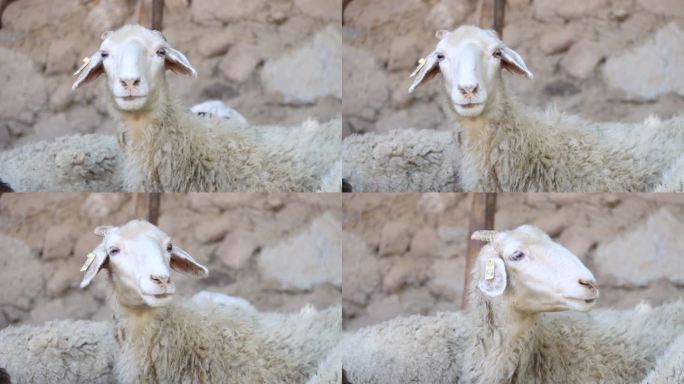 乡村  农业  养殖业  绵羊