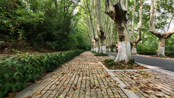 夏天的钟山风景区灵谷寺路