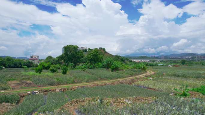 山地种植新型种植技术山间田野