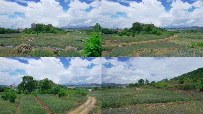 山地种植新型种植技术山间田野