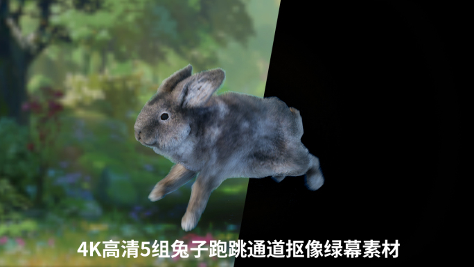 4K可爱兔子蹦蹦跳跳绿幕抠像循环动画