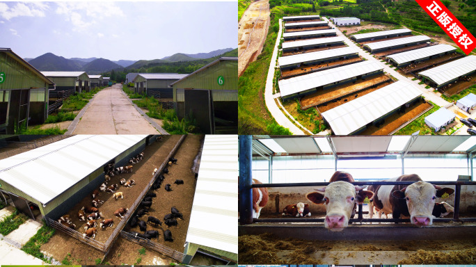 规模化黄牛肉牛养殖农场