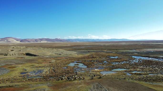 4K西藏定结县琼孜乡湿地中的羊群航拍
