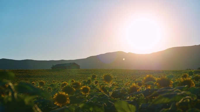 夕阳下的向日葵农场4K视频