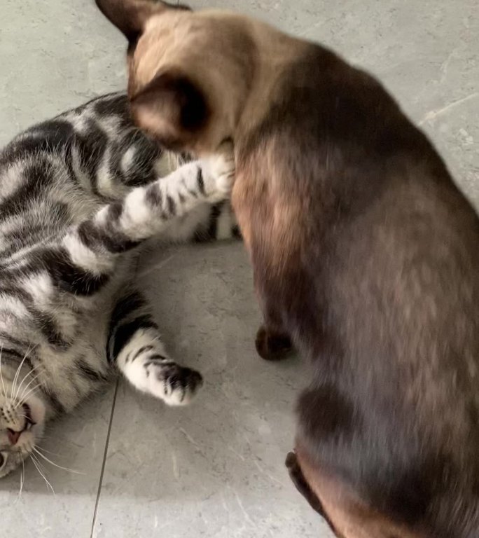 【原创】两只猫咪打架 玩耍