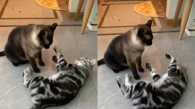 【原创】猫咪打架玩耍 美短 暹罗