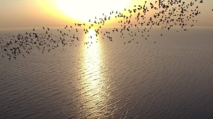 鸟浪 自由 飞翔 湿地 美丽中国