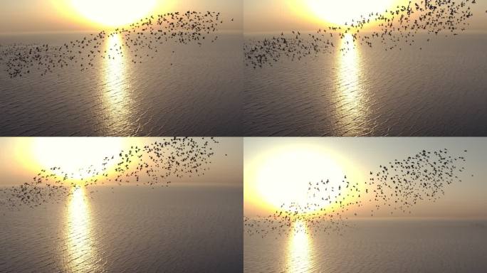 鸟浪 自由 飞翔 湿地 美丽中国