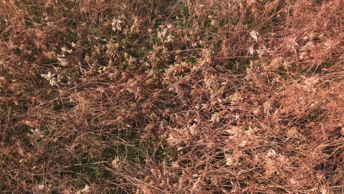 上海广富林郊野公园芦苇荡