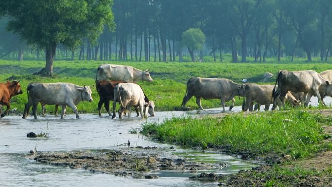 一群牛过河自然湿地牛群