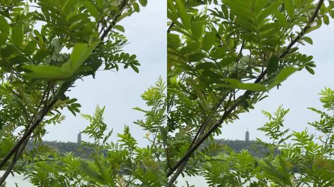 镇江焦山隔江远拍朦胧焦山风景视频素材