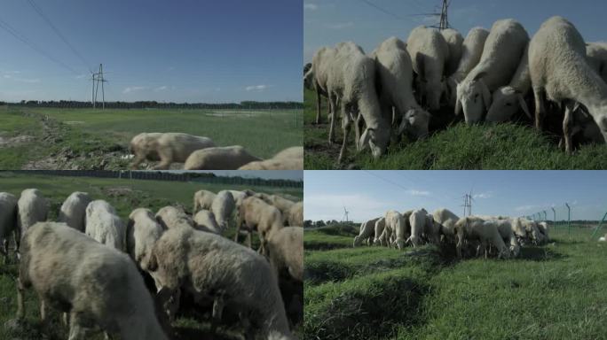 白城草原羊群吃草