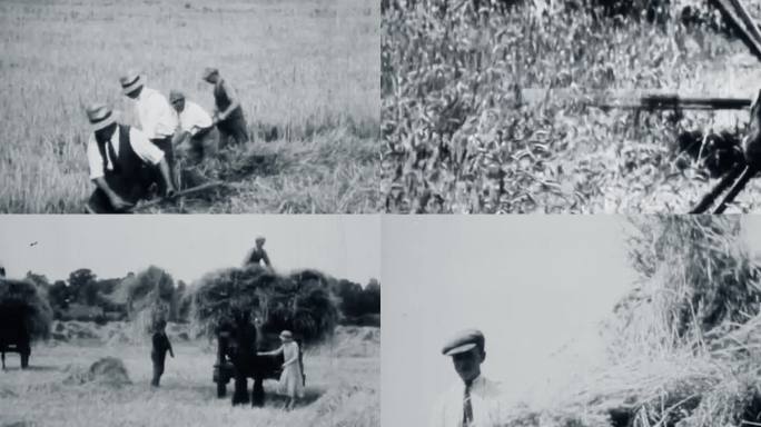 30年代收割稻草