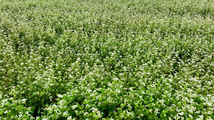 金荞麦中药材种植航拍