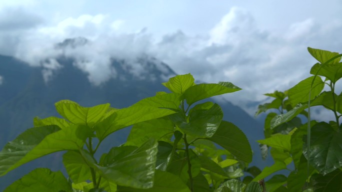 桑叶 桑树素材桑树叶 桑叶特写A015