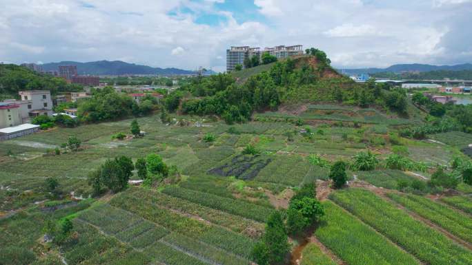 山地种植新型种植技术山间田野