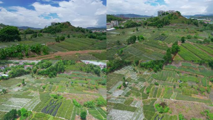 山地种植新型种植技术山间田野